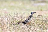 Lesser Roadrunner